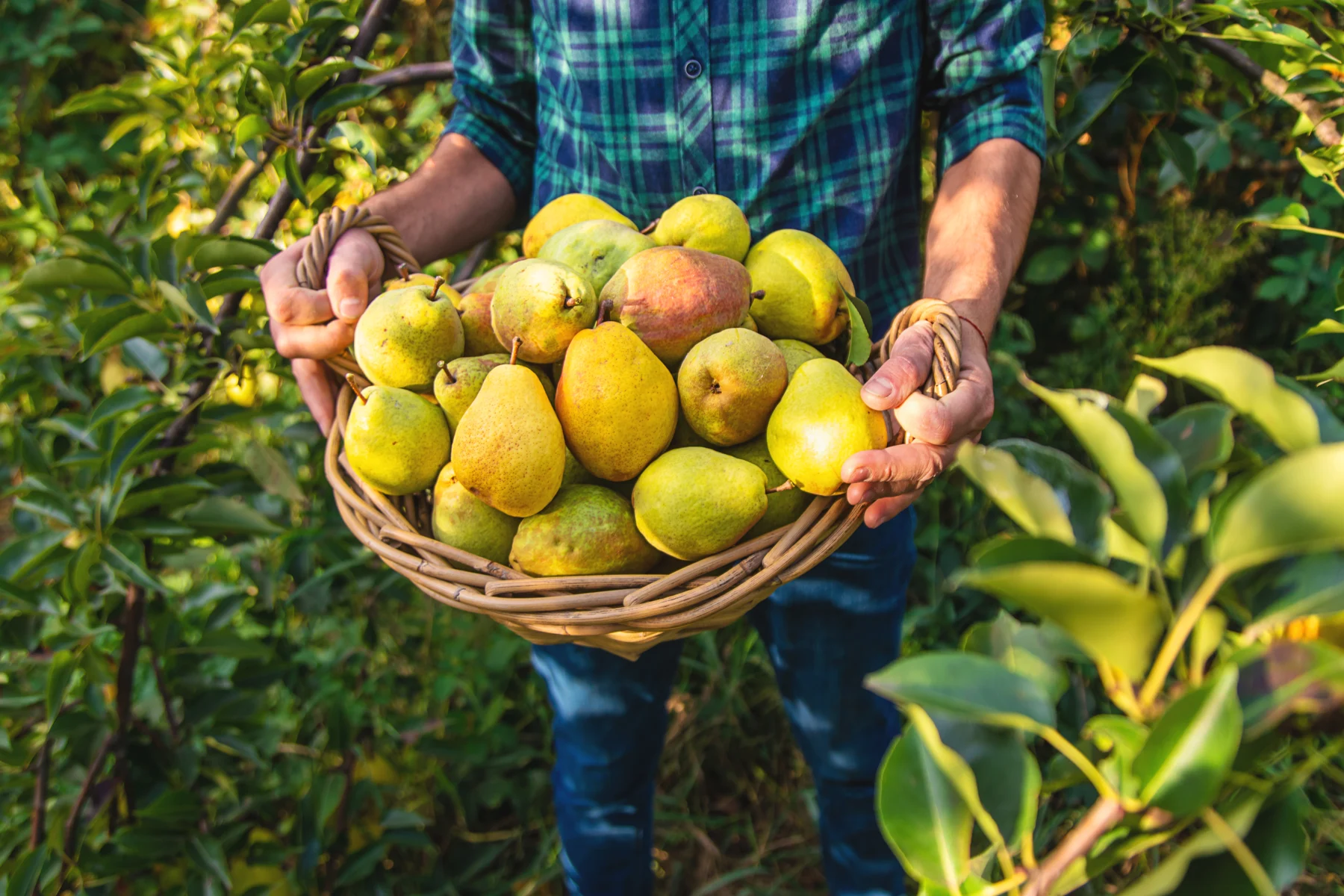 Grower holding a basket of freshly harvested pears