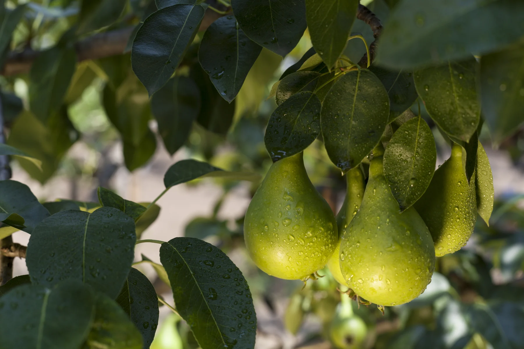 Green pears growing on a tree